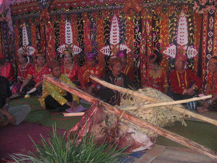 pelangu