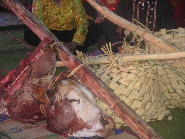pelangu
